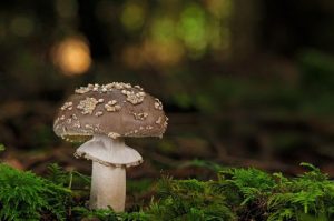 25 Types of Mushrooms in Georgia (Edible & Non-Edible) | Try Green Recipes