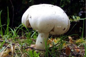 13 Wild White Mushrooms You should Know | Try Green Recipes