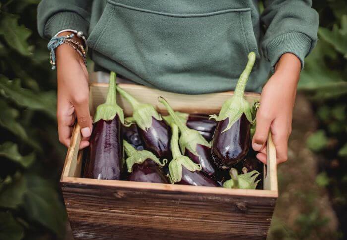Do aubergine Need to be Refrigerated?